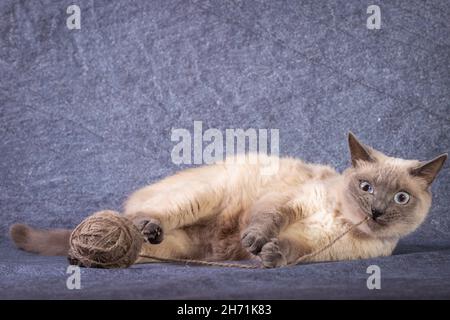 Un chat siamois thaïlandais se trouve et joue avec une boule de fil. Banque D'Images