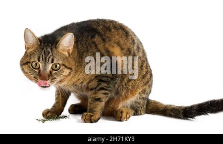 Le chat est isolé sur un fond blanc.Affiche la langue.Un jeune chat tortoiseshell est assis.Animal de compagnie rayé au gingembre.Chat à poil court de la race européenne.La simple habituelle Banque D'Images