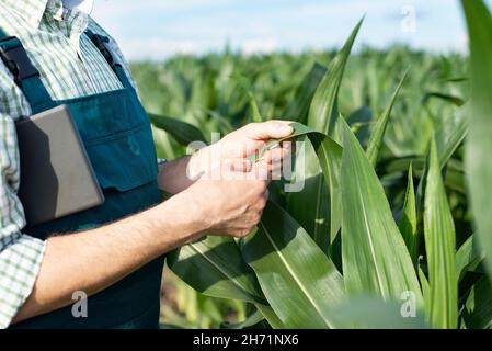 Agriculteur en combinaison faisant un examen des tiges de maïs à la photo de champ de gros plan Banque D'Images