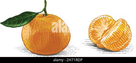 Tangerine sur une main en branche dessin esquisse gravure aquarelle style d'illustration Illustration de Vecteur