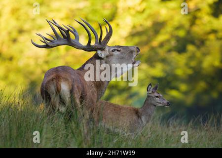 Photo sélective de cerf rouge avec veau dans la forêt Banque D'Images