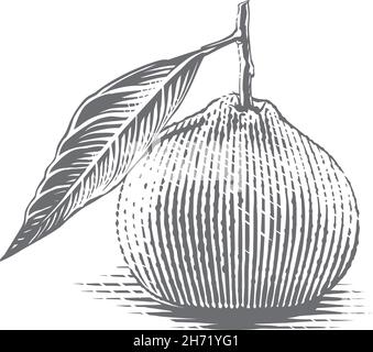 Tangerine sur une main en branche dessin esquisse gravure style d'illustration Illustration de Vecteur