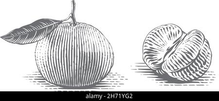 Tangerine sur une main en branche dessin esquisse gravure style d'illustration Illustration de Vecteur