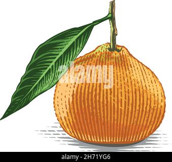Tangerine sur une main en branche dessin esquisse gravure aquarelle style d'illustration Illustration de Vecteur