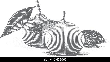 Tangerine sur une main en branche dessin esquisse gravure style d'illustration Illustration de Vecteur