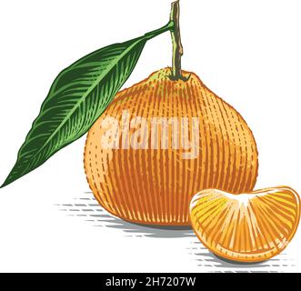 Tangerine sur une main en branche dessin esquisse gravure aquarelle style d'illustration Illustration de Vecteur