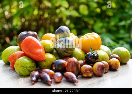 tomates fraîchement cueillies de différentes variétés et couleurs sur une table dans le jardin, en gros plan Banque D'Images