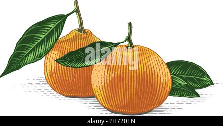 Tangerine sur une main en branche dessin esquisse gravure aquarelle style d'illustration Illustration de Vecteur