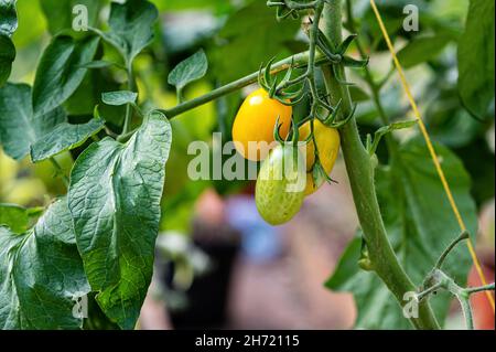 des petits pains de tomates mûres en serre, des tomates mûrissent sur une branche de la serre Banque D'Images