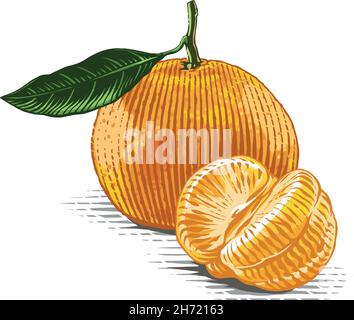 Tangerine sur une main en branche dessin esquisse gravure aquarelle style d'illustration Illustration de Vecteur