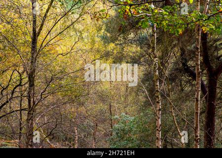 Arbres d'automne dans les bois à Lea Wood près de Matlock dans le Derbyshire Peak District Angleterre Royaume-Uni Banque D'Images