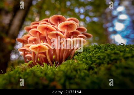 petits champignons Banque D'Images