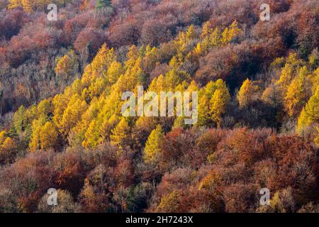 Arbres d'automne colorés à Symonds Yat Rock, Forest of Dean, Herefordshire, Angleterre Banque D'Images