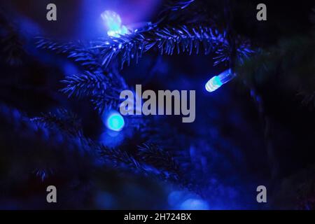 Branches d'une épinette d'arbre de Noël avec guirlande lumineuse bleue la nuit.Mise au point sélective.Concept de Noël et du nouvel an, bannière, carte de vœux, backgro Banque D'Images