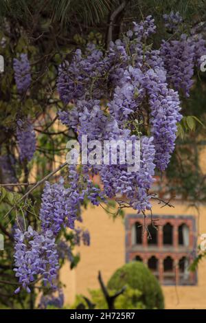 La wisteria fleurit sur le terrain d'un hôtel à Paro, au Bhoutan. Banque D'Images