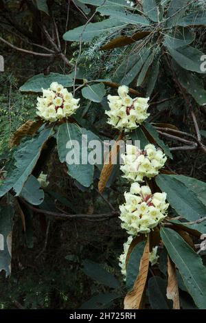 Falconer Rhododendrons, Rhododendron falconeri, en fleur dans les montagnes du Bhoutan. Banque D'Images