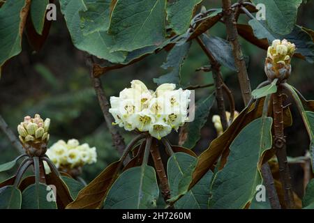 Falconer Rhododendrons, Rhododendron falconeri, en fleur dans les montagnes du Bhoutan. Banque D'Images