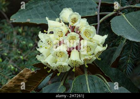 Falconer Rhododendrons, Rhododendron falconeri, en fleur dans les montagnes du Bhoutan. Banque D'Images