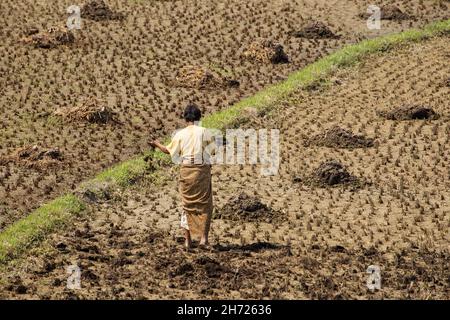 Une femme répandant du fumier pour engrais à la main dans les champs de riz avant la plantation.Punakha, Bhoutan. Banque D'Images