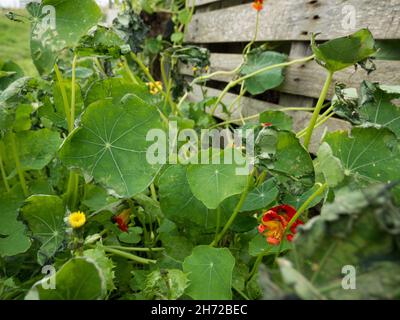 Gros plan des plantes nasturtium de jardin à l'extérieur pendant la journée Banque D'Images