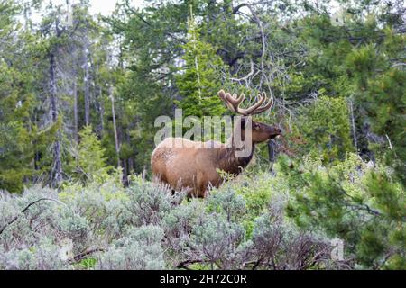 Jeune élan sauvage de sexe masculin dans le parc national de Grand Teton, Wyoming, États-Unis Banque D'Images