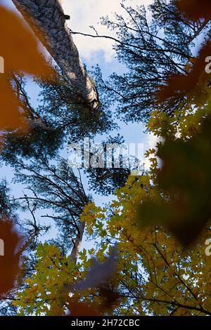 Vue d'en dessous sur les arbres d'automne.Feuillage doré-orange-jaune de forêt mixte.Arrière-plan vertical naturel.Vue colorée sur la forêt d'automne.Vue de t Banque D'Images