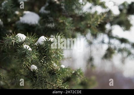 Fond vert Juniper.La texture des branches de genièvre pour un châssis complet.Aiguilles de fond naturelles pour l'hiver pour le design.Flou sélectif, flou, Banque D'Images