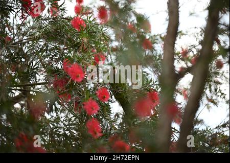 Perroquet vert sur un arbre Banque D'Images