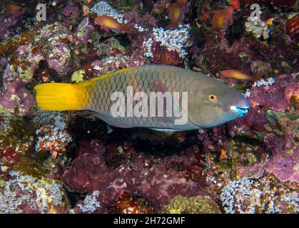 Une parrotfish de Rusty (Scarus ferrugineus) femelle dans la mer Rouge Banque D'Images