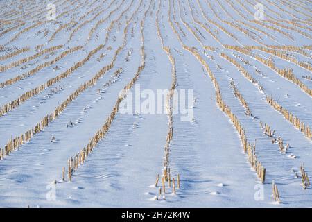 Rangées de chaume de maïs sous une couverture de neige fraîche. Banque D'Images