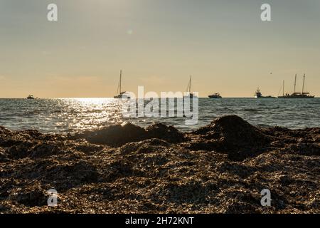 Algues Poseidonia sur la côte de l'île de Majorque.En arrière-plan, un coucher de soleil avec des bateaux et des yachts dans la mer Méditerranée Banque D'Images