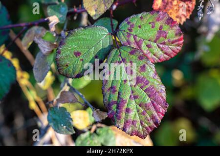 Feuilles de dewberry vertes et rouges au milieu de la forêt Banque D'Images