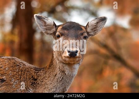 Tête de fauve cerf de Virginie européen dans la forêt d'automne Banque D'Images
