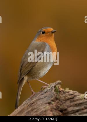 Robin (erithacus rubecula), adulte perché sur une souche d'arbre sur un fond automnal diffus Banque D'Images