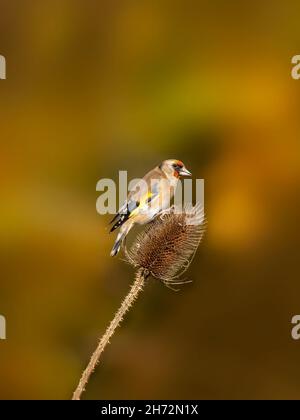 Goldfinch adulte (Carduelis carduelis) se nourrissant à thé sur fond automnal Banque D'Images