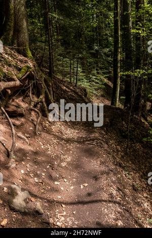 Chemin étroit à travers la forêt verte et sombre Banque D'Images