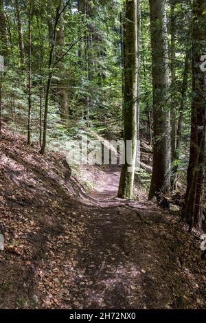 Chemin des bois à travers la forêt sombre Banque D'Images