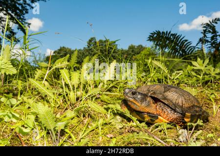 L'Amérique du Nord La tortue des bois (Glyptemys insculpta) Banque D'Images