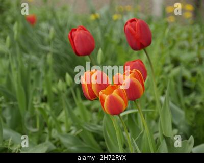 Maison jardin, tulipes fleurissent dans les lits Banque D'Images