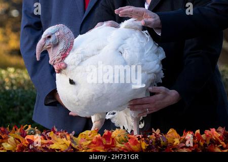 Washington DC, États-Unis.20 novembre 2021.LE président AMÉRICAIN Joe Biden (R) pardons le « beurre d'arachide » de la dinde de Thanksgiving nationale lors de la 74e présentation nationale de la dinde de Thanksgiving dans le jardin de roses de la Maison Blanche, à Washington, DC, USA, 19 novembre 2021.La dinde de de Thanksgiving nationale de 2021 et son suppléant, nommés respectivement 'beurre d'arachide' et 'Jelly', ont été élevés près de Jasper, Indiana.La cérémonie de donation est une tradition annuelle qui a lieu avant les fêtes de Thanksgiving.Credit: Abaca Press/Alay Live News Banque D'Images