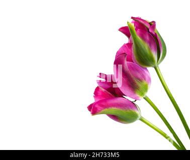 Tulip Pimpernel, rouge écarlate attrayant avec des plumes d'ombrage vert à un violet plus foncé.Ce magnifique Viridiflora Tulip est joli Banque D'Images