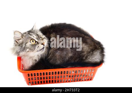 Beau chaton gris, assis dans un panier en plastique orange, regardant vers le haut, sur un fond blanc Banque D'Images