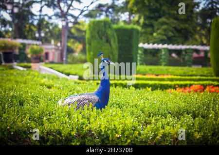 Peacock dans un parc public, (parc du Retiro), Madrid.Photo prise – 26 septembre 2021. Banque D'Images