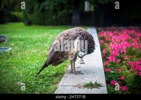 Peacock dans un parc public, (parc du Retiro), Madrid.Photo prise – 26 septembre 2021. Banque D'Images