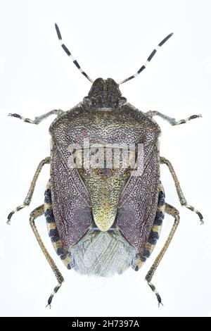 Spécimen de punaise Dolycoris baccarum Banque D'Images