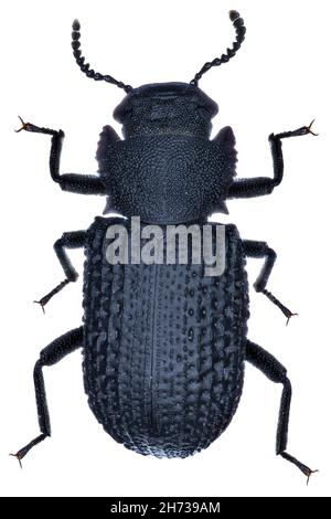 Spécimen de bolitophage reticulatus coléoptère Banque D'Images