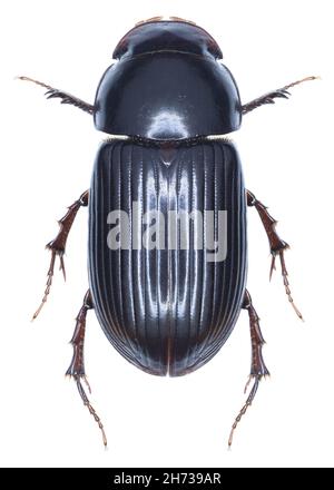 Spécimen de coléoptère d'Aphodius rufipes Banque D'Images