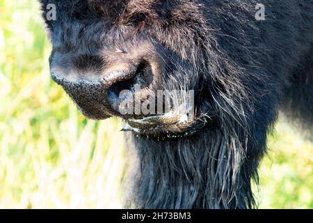 Gros plan de la bouche et du nez du bison avec de l'herbe verte floue en arrière-plan Banque D'Images