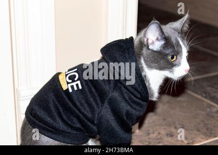 chaton gris et blanc assis latéralement à l'intérieur de la maison, portant un chandail de police noir Banque D'Images