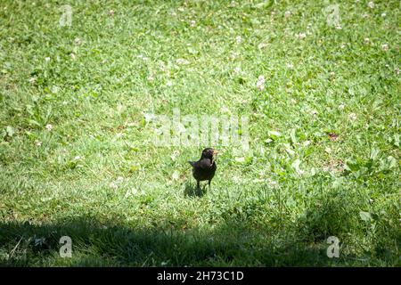 Photo d'un oiseau-noir commun debout sur l'herbe mangeant un ver.Le méruse commun (Turdus merula) est une espèce de vrai muguet.Il est également appelé Banque D'Images